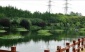 河道治污平臺 河面凈化浮萍 河水治理植物 水凈化植物種植栽培臺