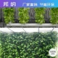 氣霧栽培設(shè)備氣霧栽培祛除干燥匠心制造邦納